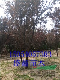 今年2公分紅葉碧桃批發(fā)價(jià)格