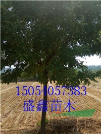 今年5公分柿子樹(shù)苗哪里有