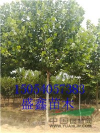 2017年12公分海棠基地