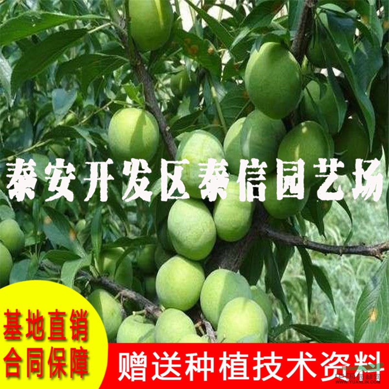 黃金李苗基地 黃金李苗批發(fā)