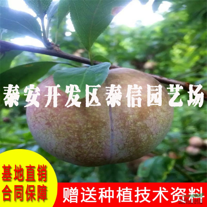 黃金李苗基地 黃金李苗批發(fā)