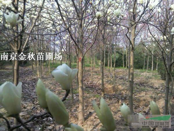 直徑18公分白玉蘭價格是多少