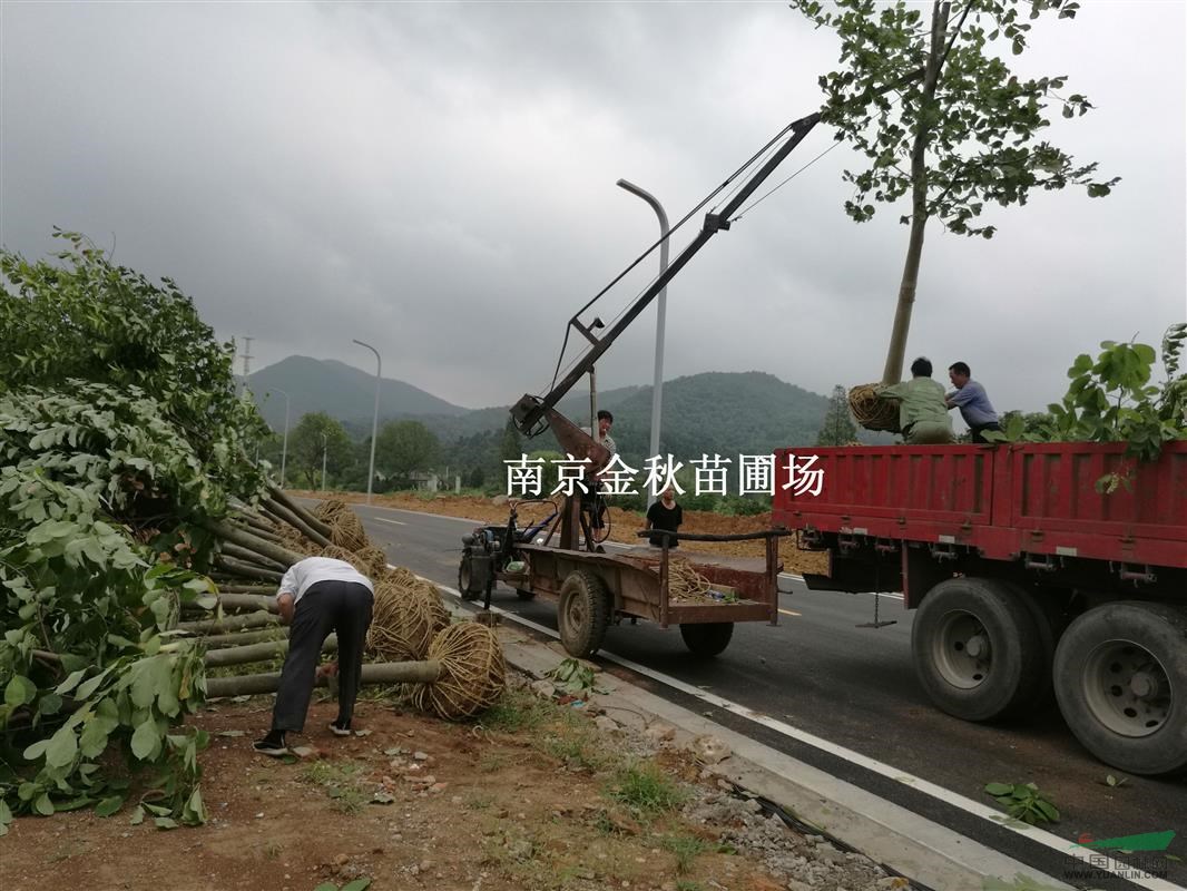 桿徑15公分16公分白玉蘭價(jià)格