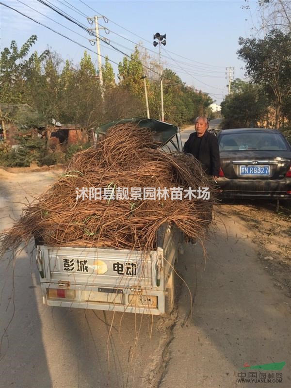 爬山虎多少钱一棵,爬山虎产地在哪里,购买爬山虎量少快递发货