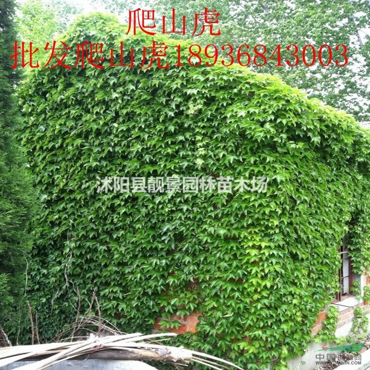 爬山虎多少钱一棵,爬山虎产地在哪里,购买爬山虎量少快递发货