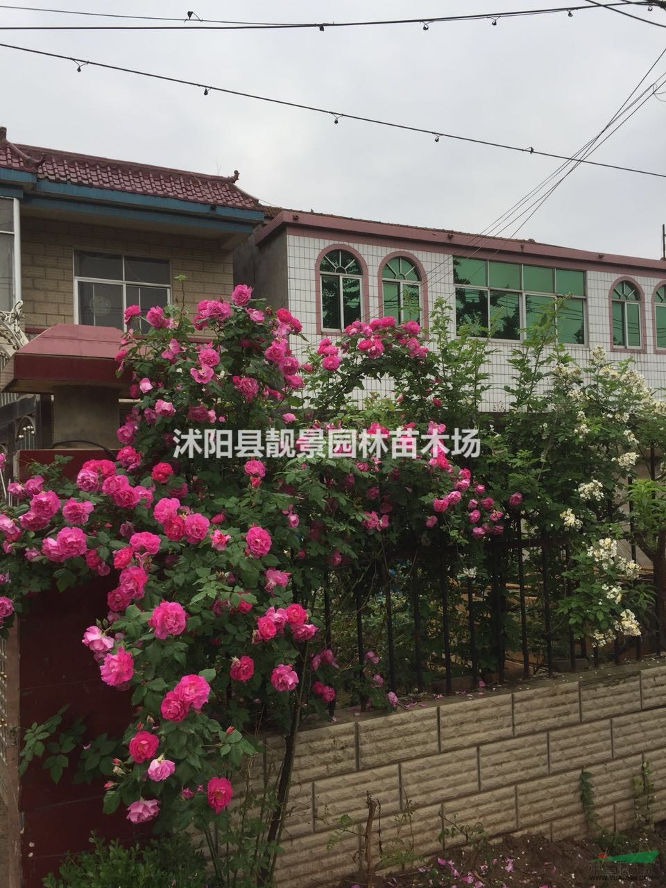 藤本月季多少钱一棵,藤本月季产地,藤本月季可以快递发货