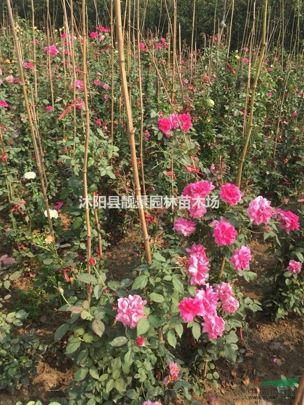 藤本月季多少钱一棵,藤本月季产地,藤本月季可以快递发货