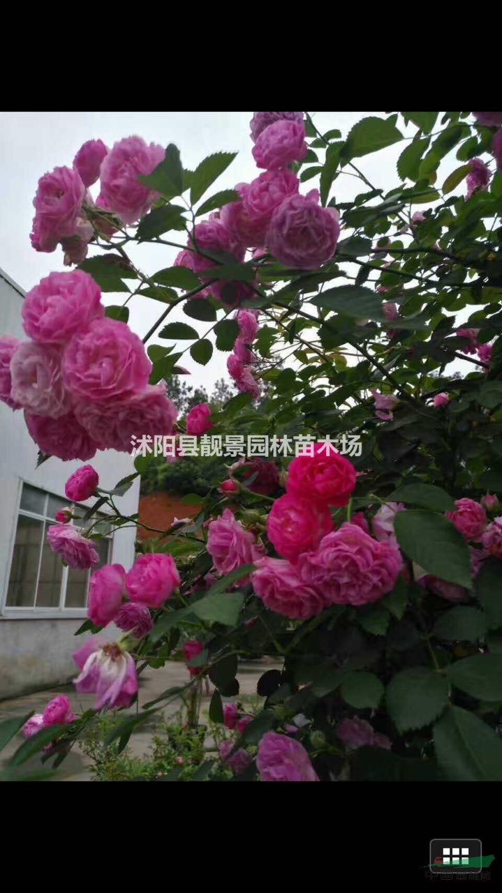 藤本月季多少钱一棵,藤本月季产地,藤本月季可以快递发货