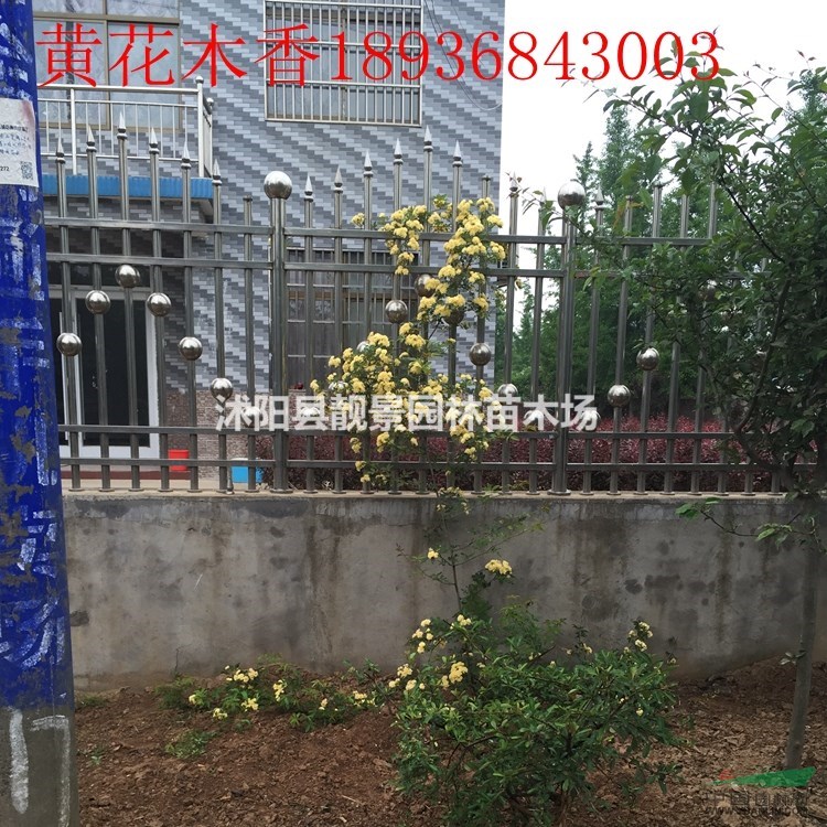 木香花多少钱一棵,木香花产地在哪里,购买木香苗可以快递发货