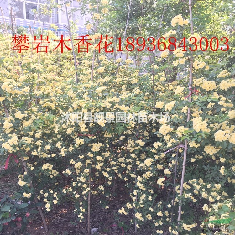 木香花多少钱一棵,木香花产地在哪里,购买木香苗可以快递发货