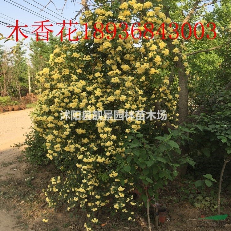 木香花多少钱一棵,木香花产地在哪里,购买木香苗可以快递发货