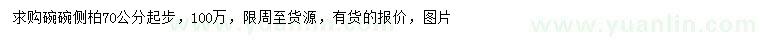求購70公分起步側(cè)柏