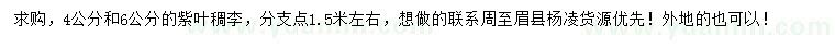 求購4、6公分紫葉稠李