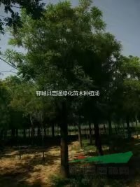 2021年20公分國槐報價，20公分國槐