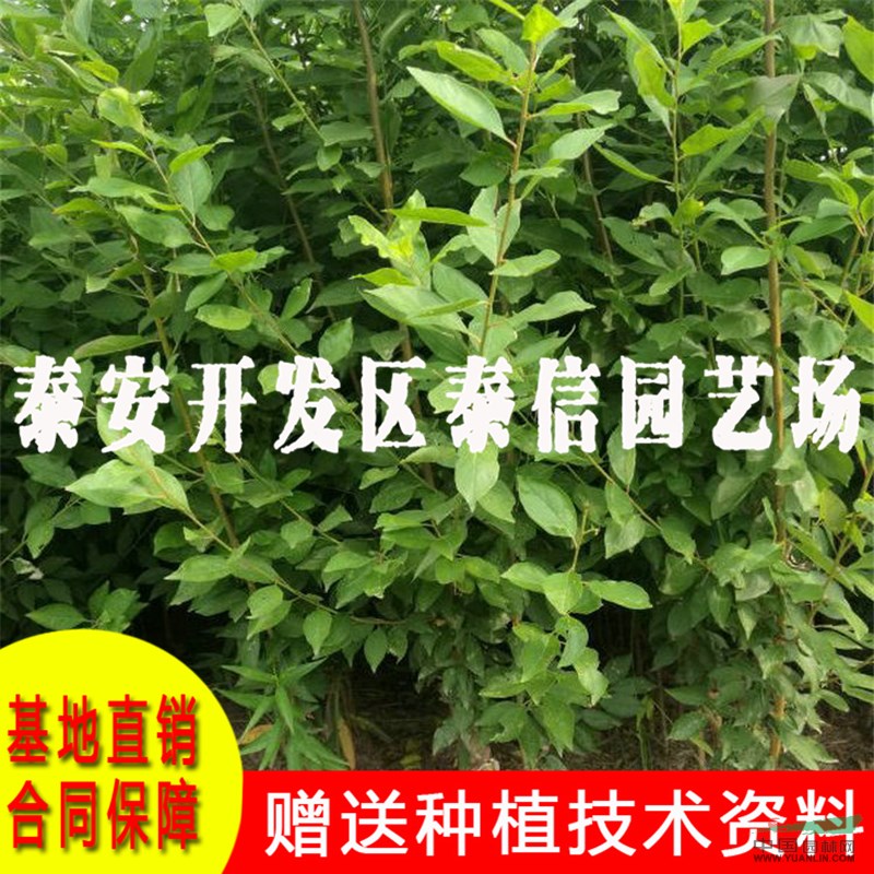 青奈李樹苗批發(fā) 青奈李樹苗基地