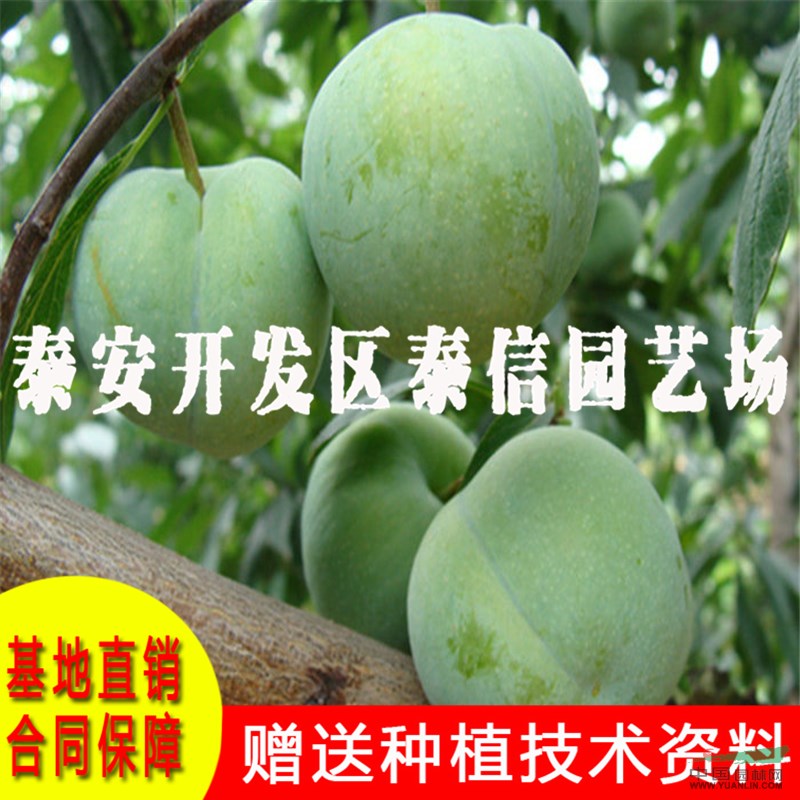 青奈李樹苗批發(fā) 青奈李樹苗基地