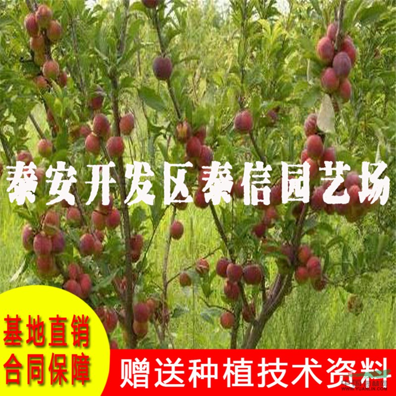 黃金奈李樹苗價(jià)格 黃金奈李樹苗基地