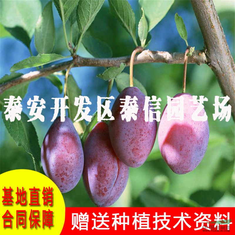 黃金奈李樹苗價(jià)格 黃金奈李樹苗基地
