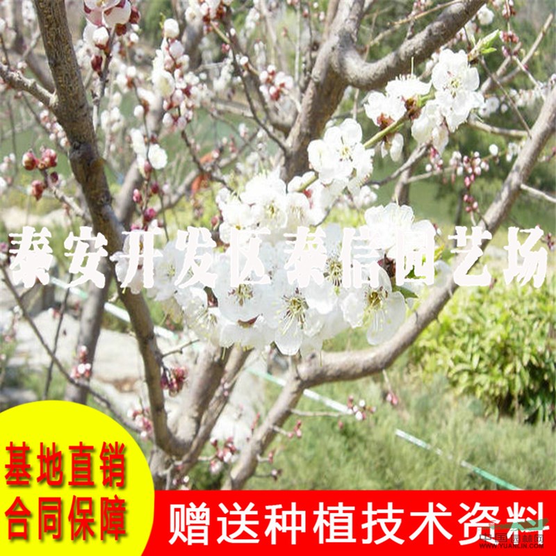 大玉巴達(dá)杏樹(shù)苗基地 大玉巴達(dá)杏樹(shù)苗批發(fā)