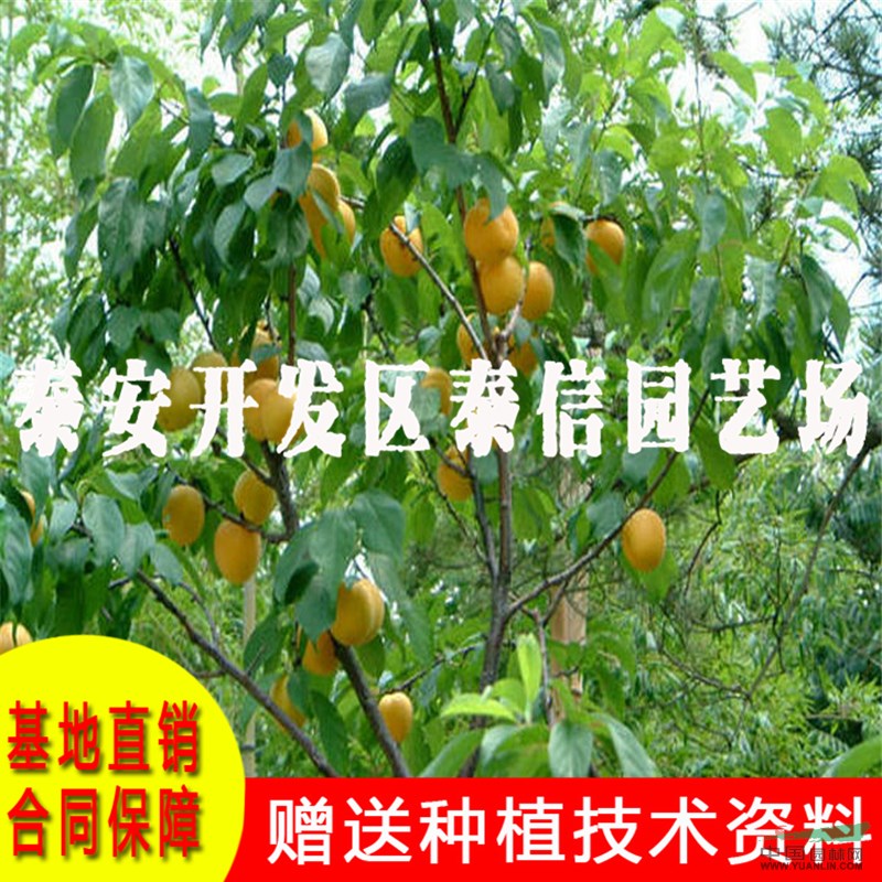 大玉巴達(dá)杏樹(shù)苗基地 大玉巴達(dá)杏樹(shù)苗批發(fā)