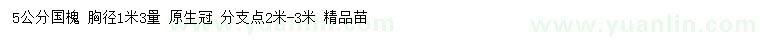 求購(gòu)胸徑1.3米量25公分國(guó)槐