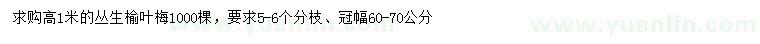 求購高1米叢生榆葉梅