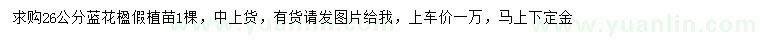 求購26公分藍(lán)花楹