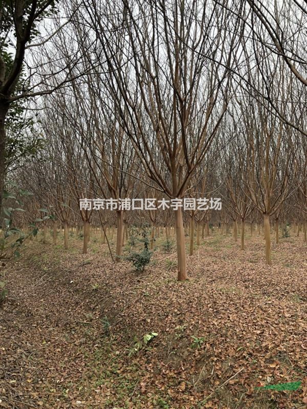 12到14的精品紫薇，8到10的精品紫薇，量大