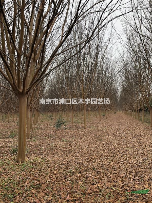 12到14的精品紫薇，8到10的精品紫薇，量大