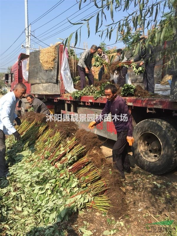 红瑞木80公分多少钱一棵,红瑞木哪里有卖,红瑞木产地三哪里?