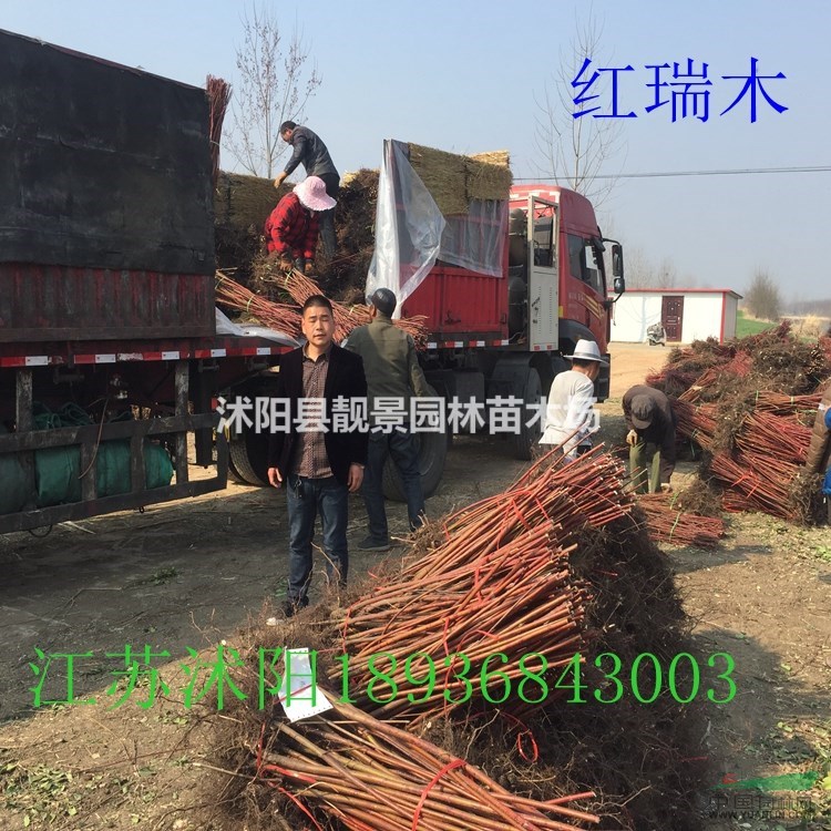 红瑞木80公分多少钱一棵,红瑞木哪里有卖,红瑞木产地三哪里?