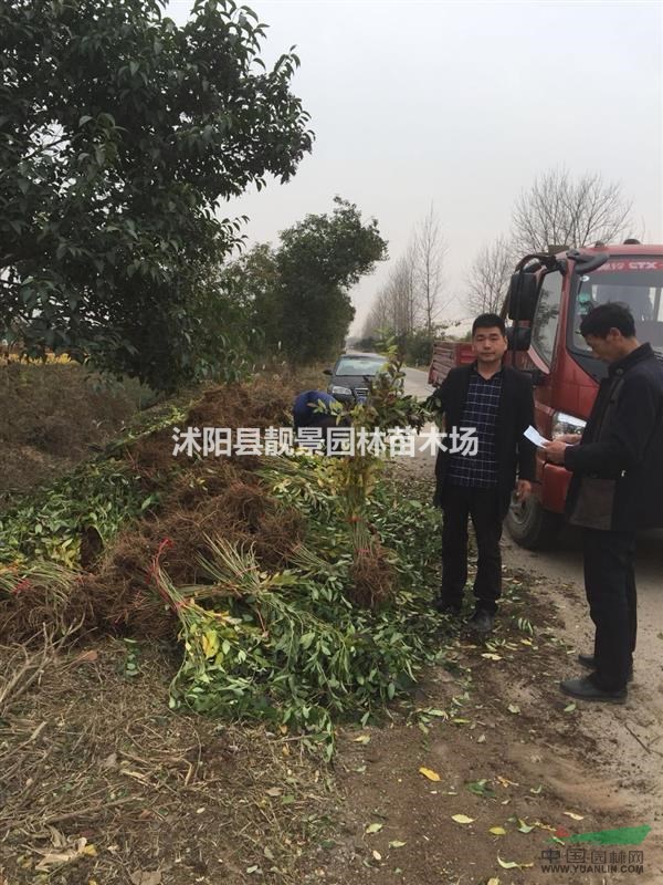 连翘1公分粗多少钱一棵,连翘80公分多少钱一棵,药用连翘产地