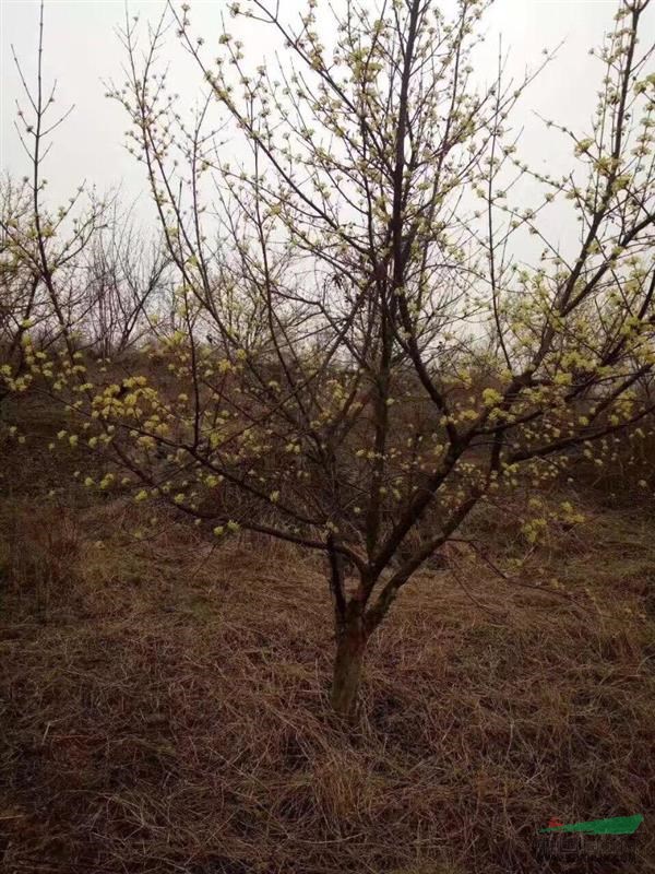 河南南陽供應山茱萸