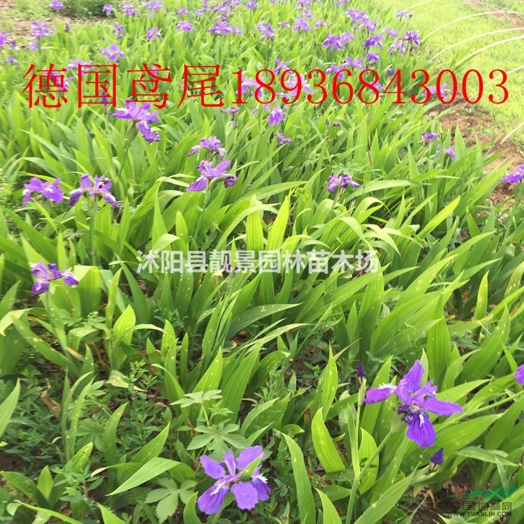 兰花鸢尾多少钱一颗,黄花鸢尾多少钱,鸢尾产地在哪里?