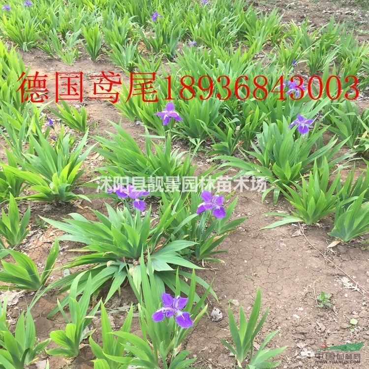 兰花鸢尾多少钱一颗,黄花鸢尾多少钱,鸢尾产地在哪里?