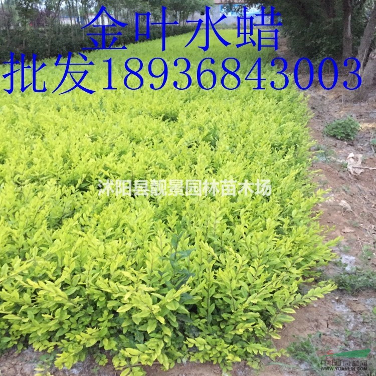 金叶水蜡多少钱一棵,黄叶水蜡多少钱一棵,金叶水蜡产地哪里?