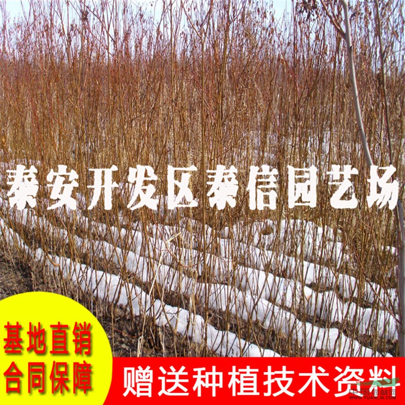 大偏頭杏樹苗基地 大偏頭杏樹苗批發(fā)