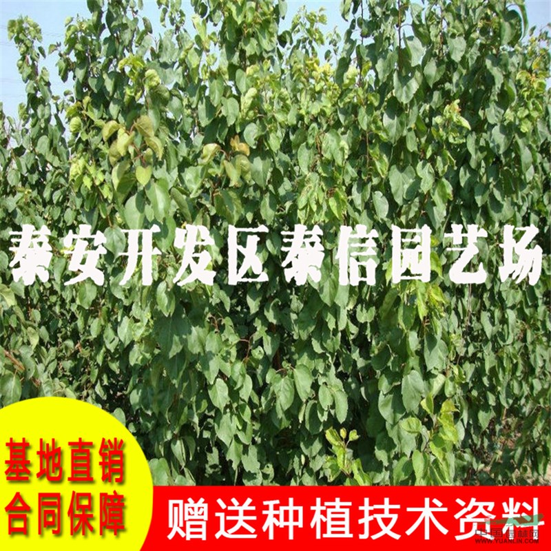 大偏頭杏樹苗基地 大偏頭杏樹苗批發(fā)