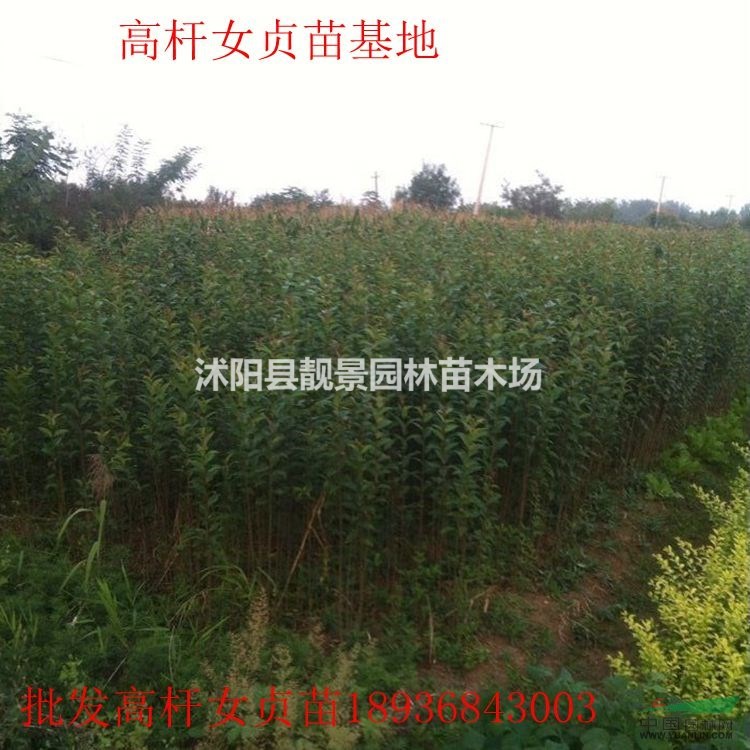 高杆女贞苗多少钱一棵,高杆女贞苗产地哪里,大叶女贞苗哪里有卖
