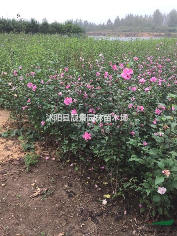 重瓣木槿1.5米高多少钱,木槿丛生哪里有卖,木槿产地种植时间