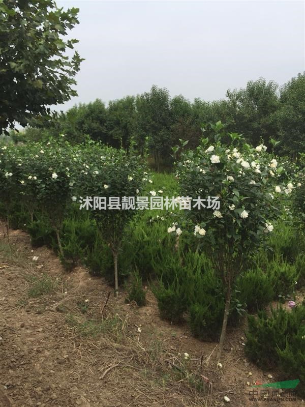 重瓣木槿1.5米高多少钱,木槿丛生哪里有卖,木槿产地种植时间