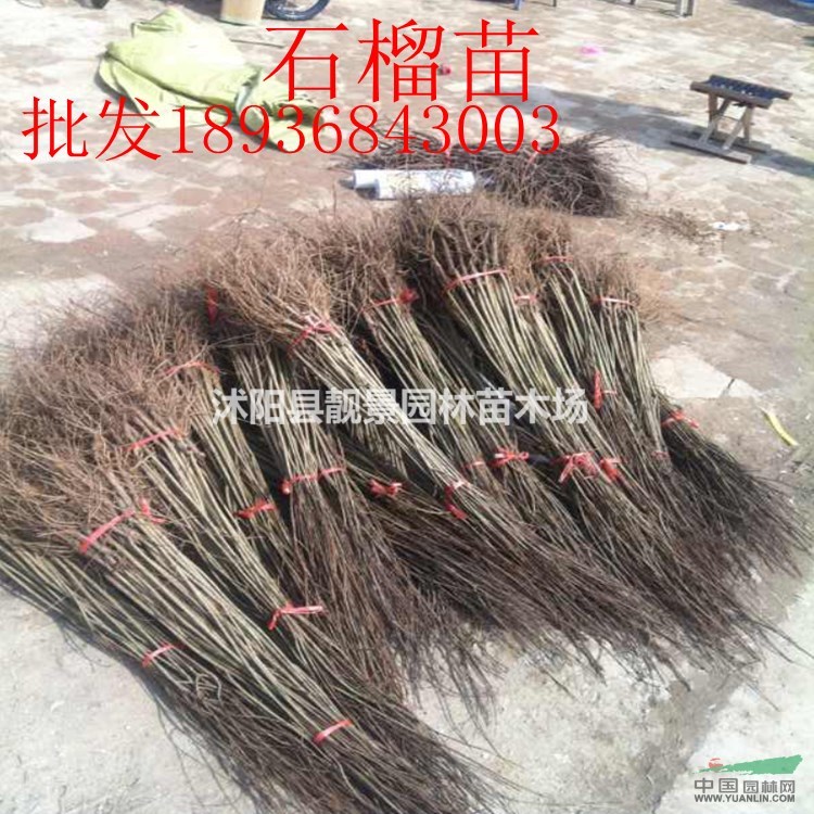 软籽石榴苗多少钱一棵,石榴树多少钱一棵,石榴苗哪里有买?