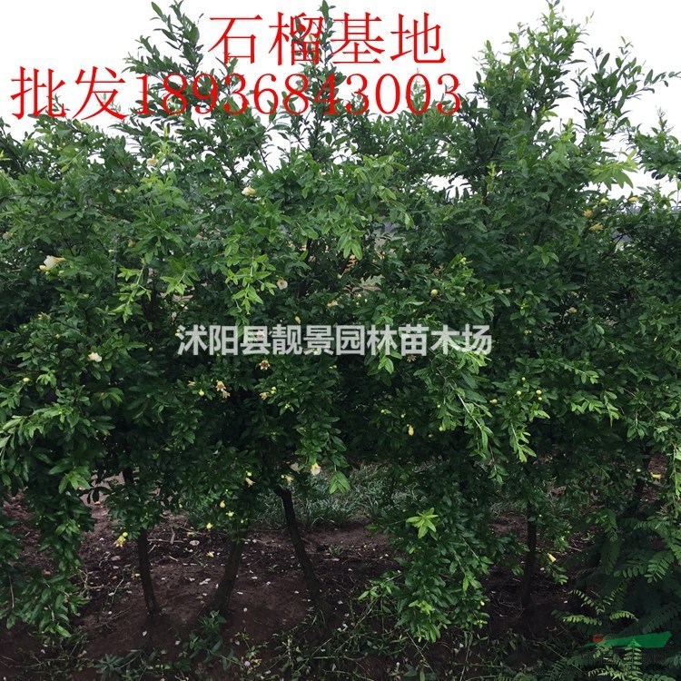 软籽石榴苗多少钱一棵,石榴树多少钱一棵,石榴苗哪里有买?