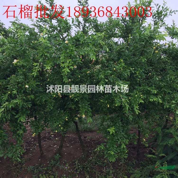 软籽石榴苗多少钱一棵,石榴树多少钱一棵,石榴苗哪里有买?