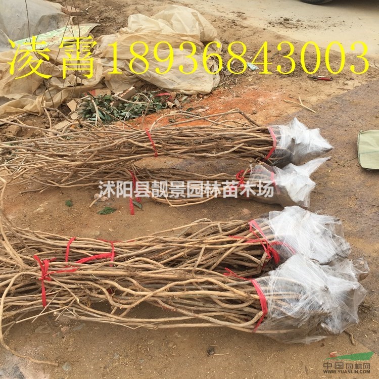 凌霄2公分多少钱一棵,凌霄苗产地在哪里,凌霄哪里便宜?