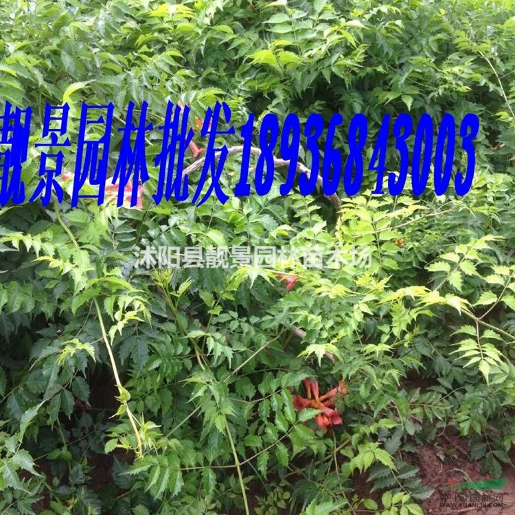 凌霄2公分多少钱一棵,凌霄苗产地在哪里,凌霄哪里便宜?