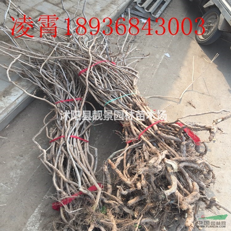 凌霄2公分多少钱一棵,凌霄苗产地在哪里,凌霄哪里便宜?