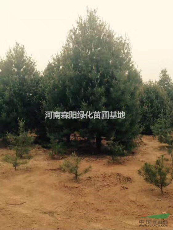 3m精品白皮松3米5米一級白皮松