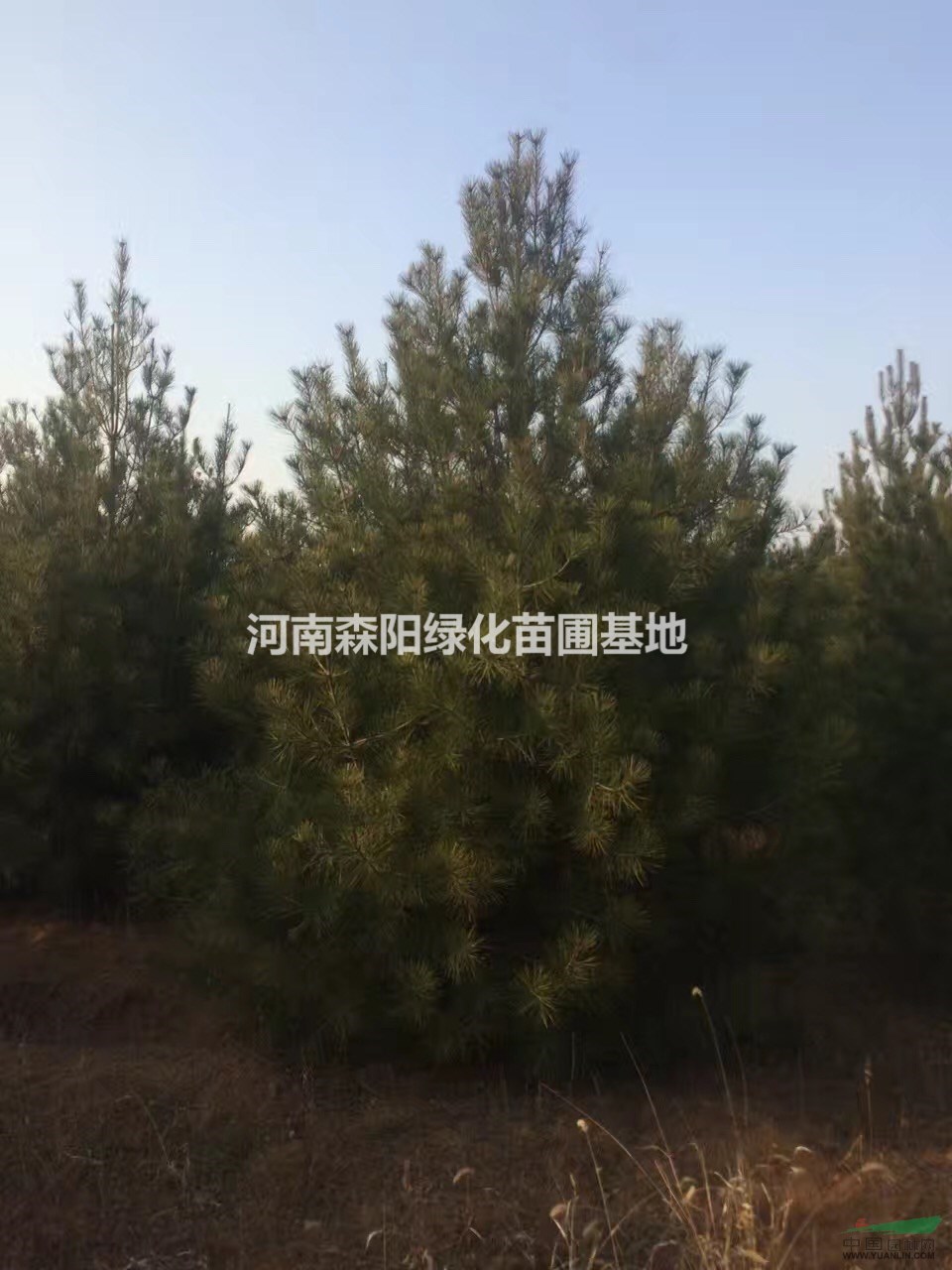 3m精品白皮松3米5米一級白皮松