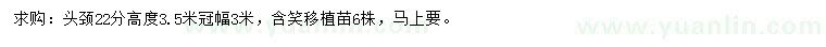 求購(gòu)高3.5米含笑